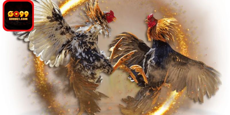 Chiến Thuật Đặt Cược Đá Gà Hiệu Quả