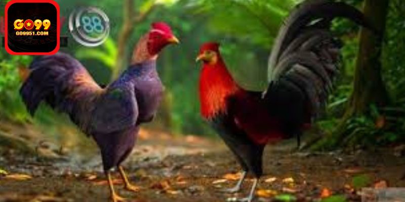 Giá trị giải trí mà đá gà mang lại