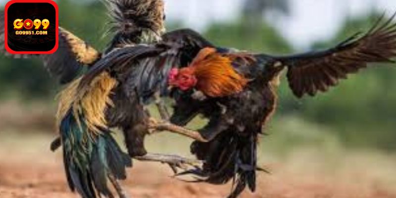 Giá trị lâu dài của đá gà trực tuyến